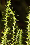 Piedmont marsh elder